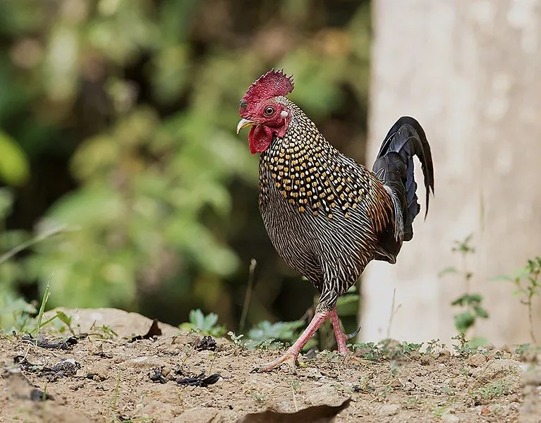 A grey junglefowl is a humble bird found in the wild.
