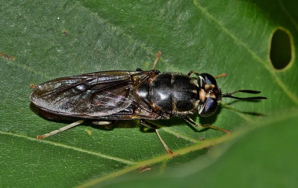 The black soldier fly can be fed to farm animals when these flies are in their pupal stage as the nutrition value is at peak.