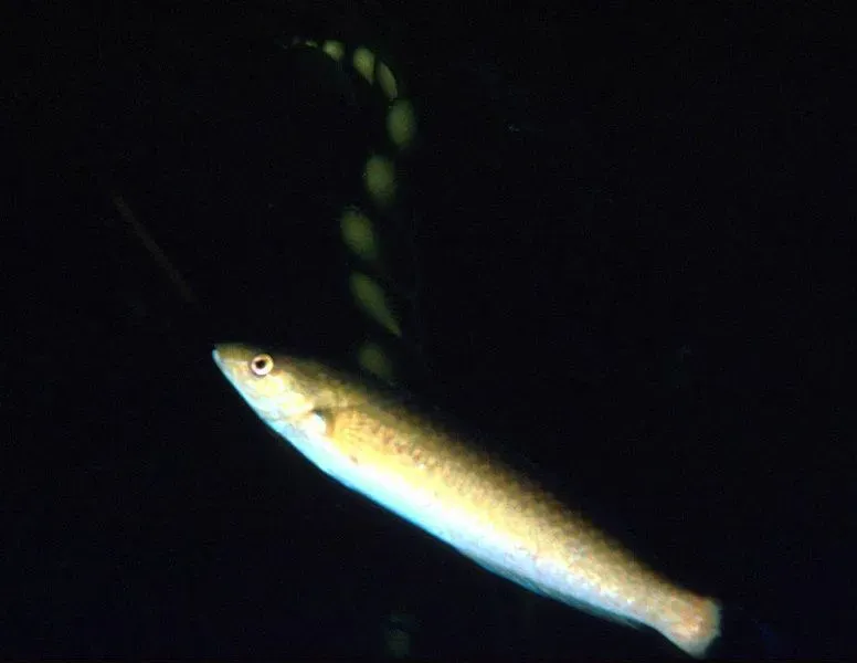 The fish has a slender cigar-shaped body with orange coloration on the sides