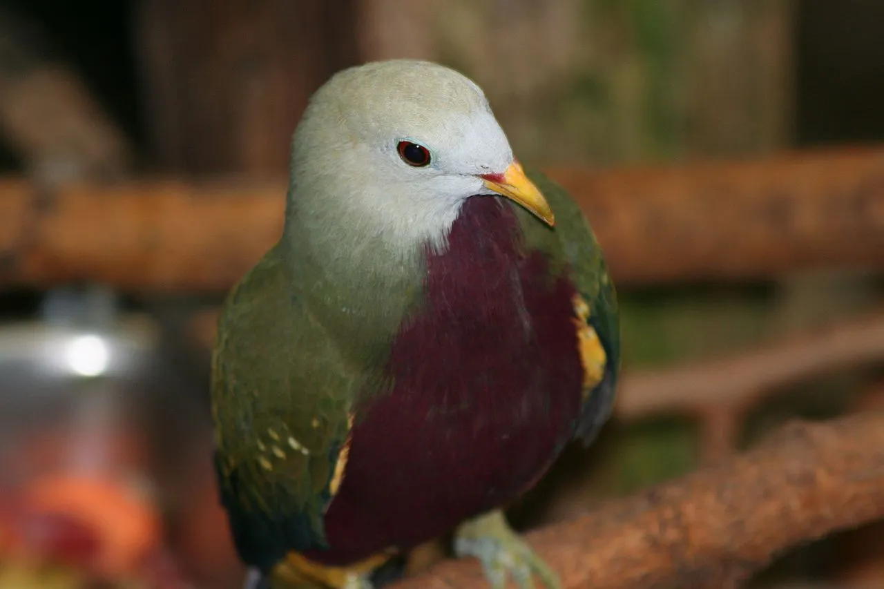 A wompoo fruit dove is native to Australia and New Guinea and is considered the most beautiful dove found in Australia.