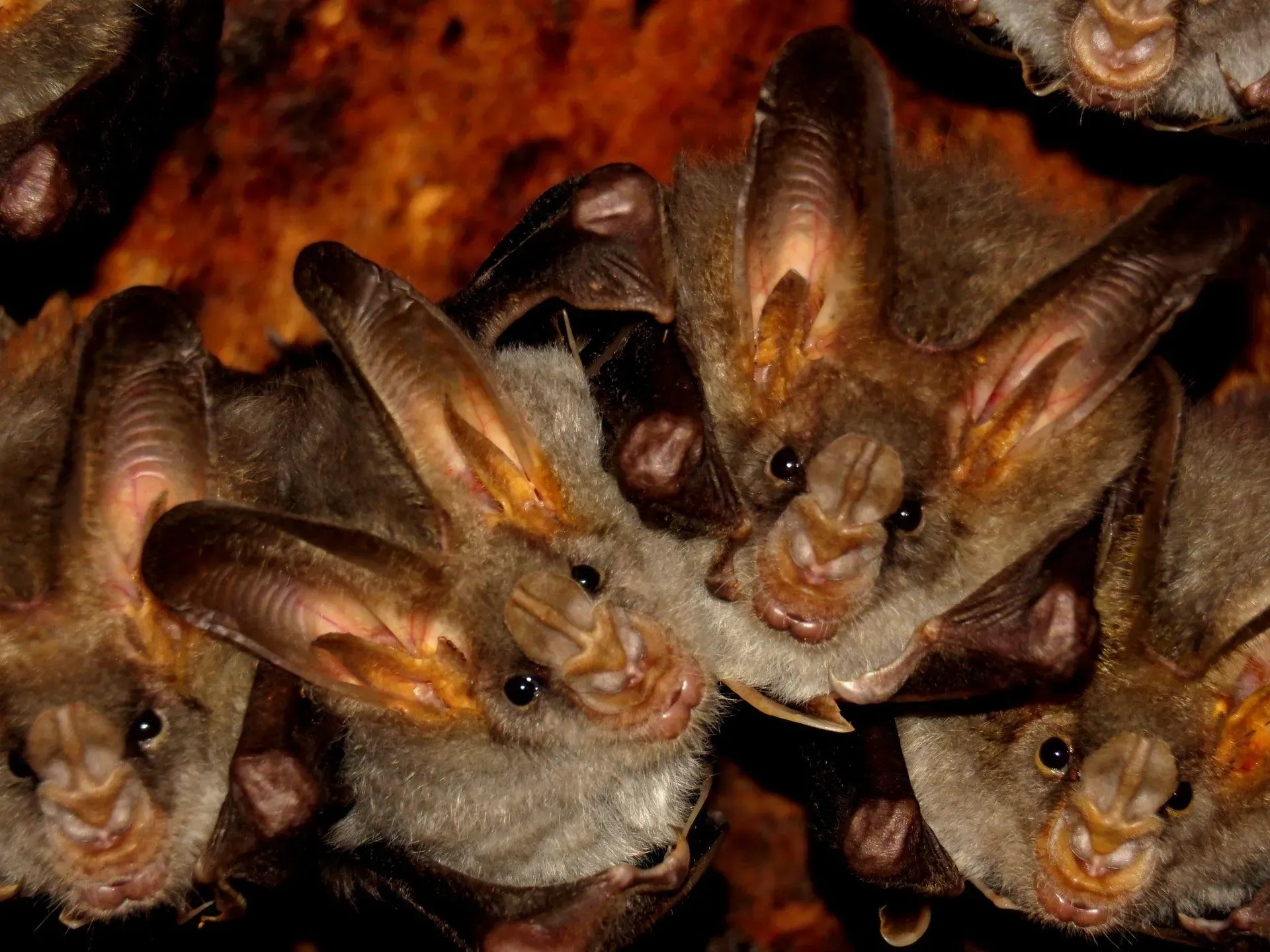 Know more about the behavior of a group of false vampire bats