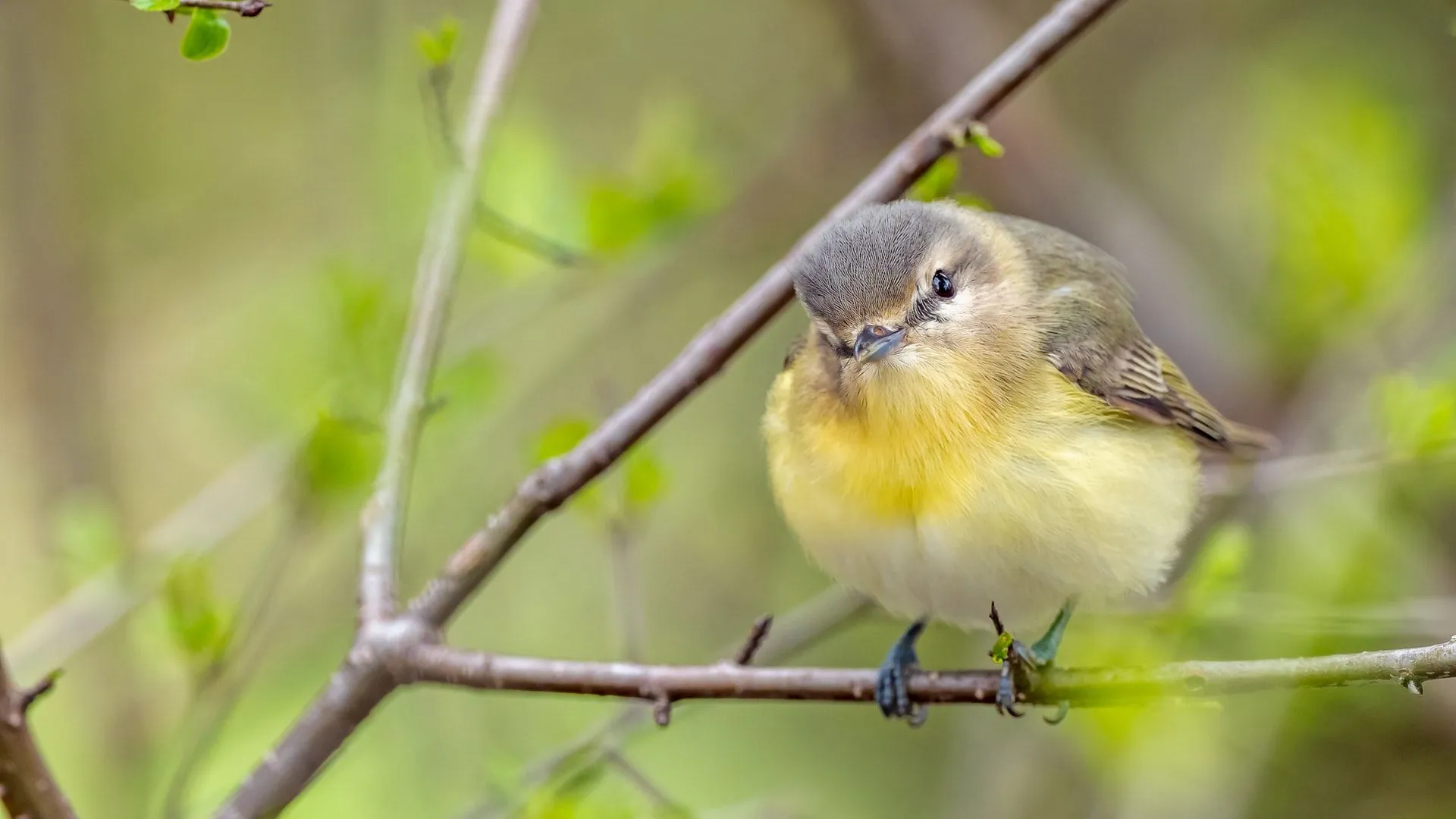 Facts about Vireonidae Vireos and their cup-shaped nest are amusing!
