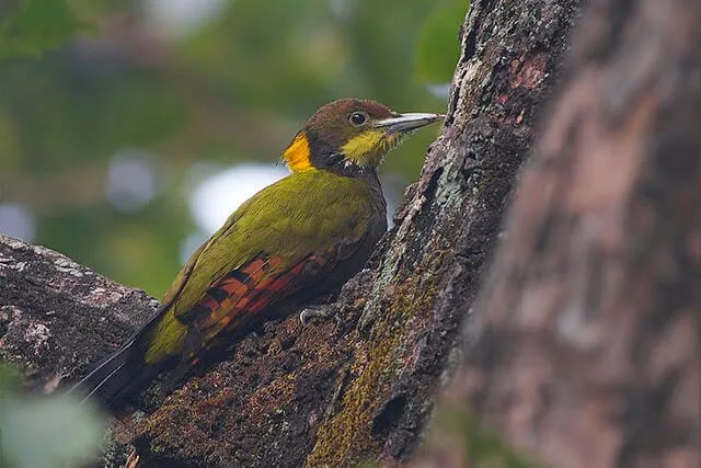 The greater yellownape is bigger in size as compared to a lesser yellownape.
