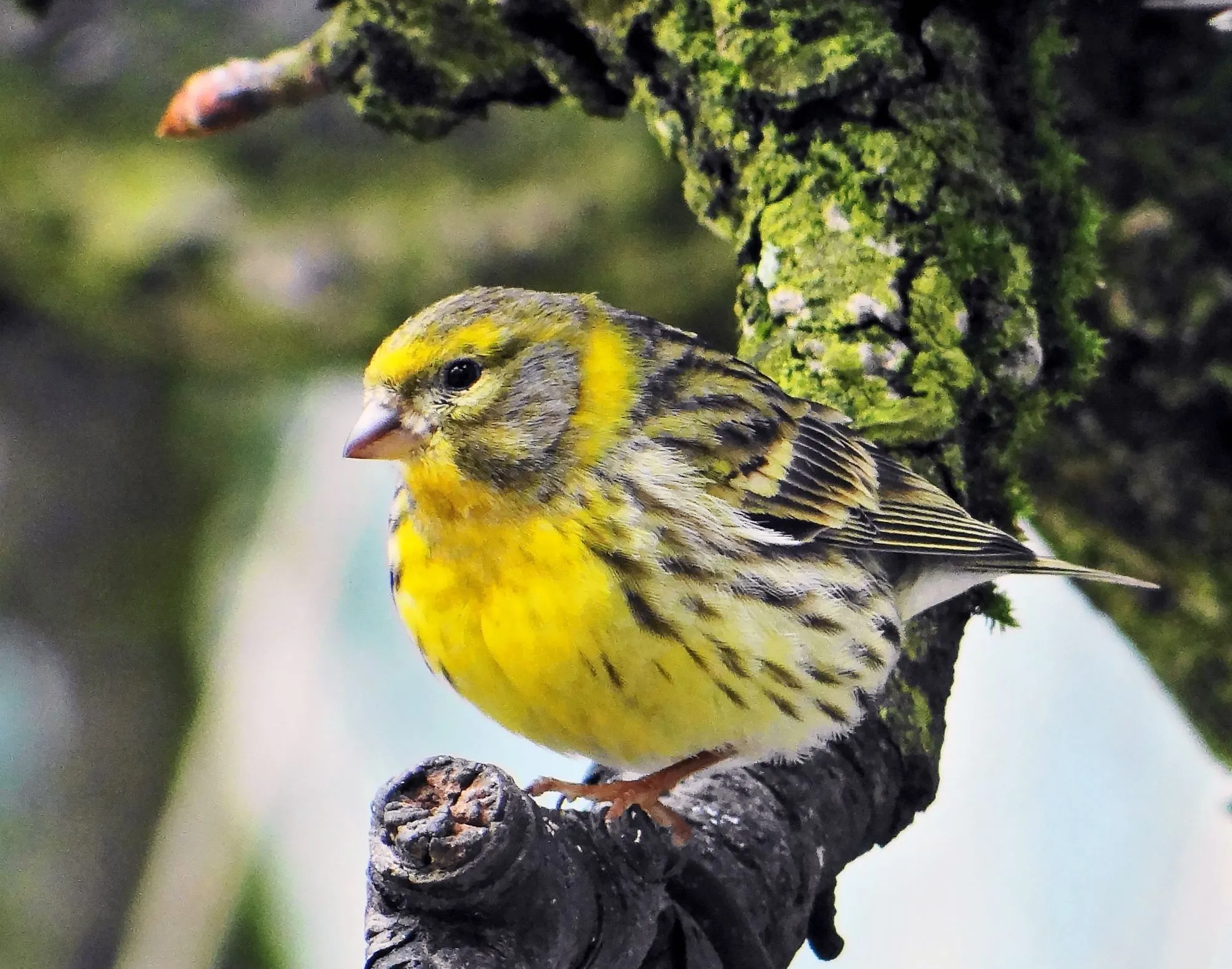 European serin is a conspicuous bird by nature.