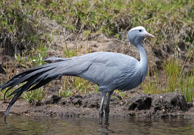 Fun facts about the blue crane for kids