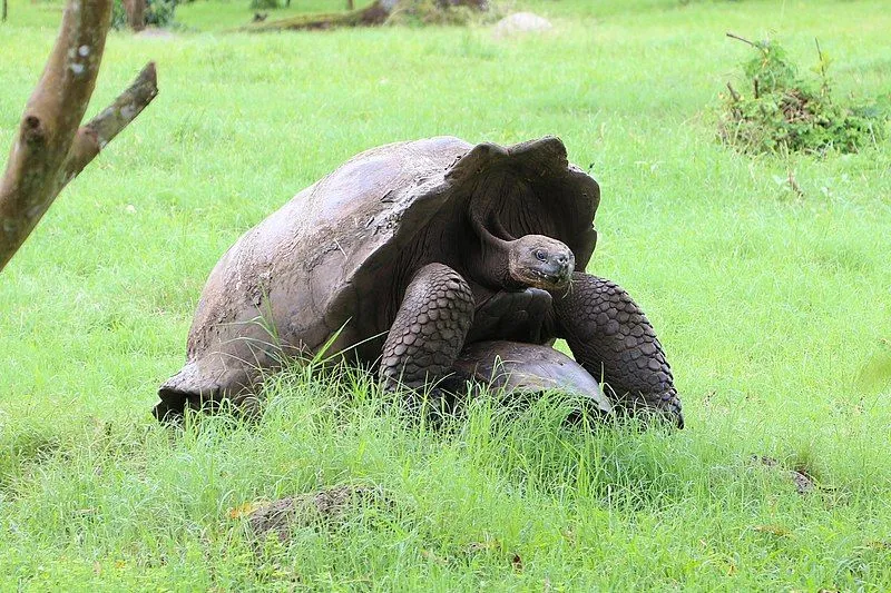 The Galapagos giant tortoise is the largest of all living tortoise species in the world.