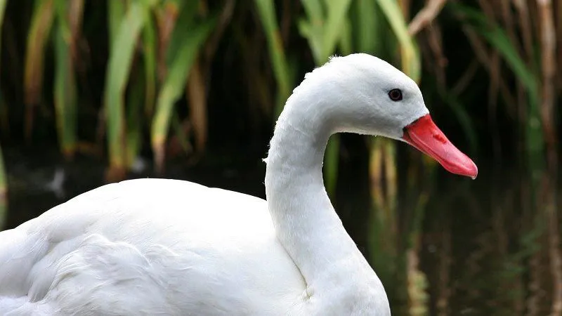 The coscoroba swan has a beautiful white-colored plumage and pink-colored legs and feet!