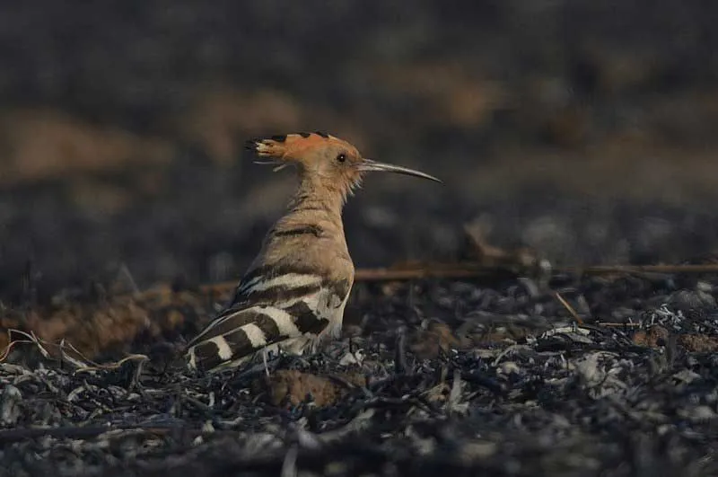 The Eurasian hoopoe is an Old World species with a pinkish-brown coloration, black-and-white feathers, and richly decorated red-orange crown on the top of the head.