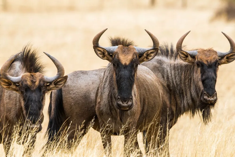 More interesting blue gnu facts here.