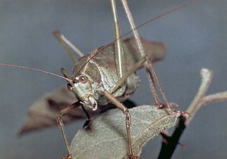 The scream of katydids produced is considered to sound as 'katy-did, katy-didn't' echoed over and over which is why the insect was given this title.