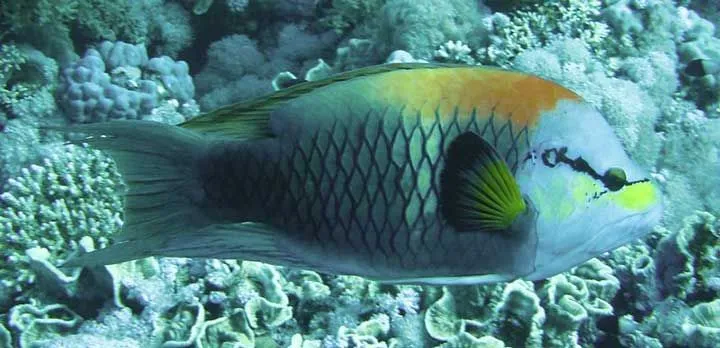 The jaw of a slingjaw wrasse is half of their size.