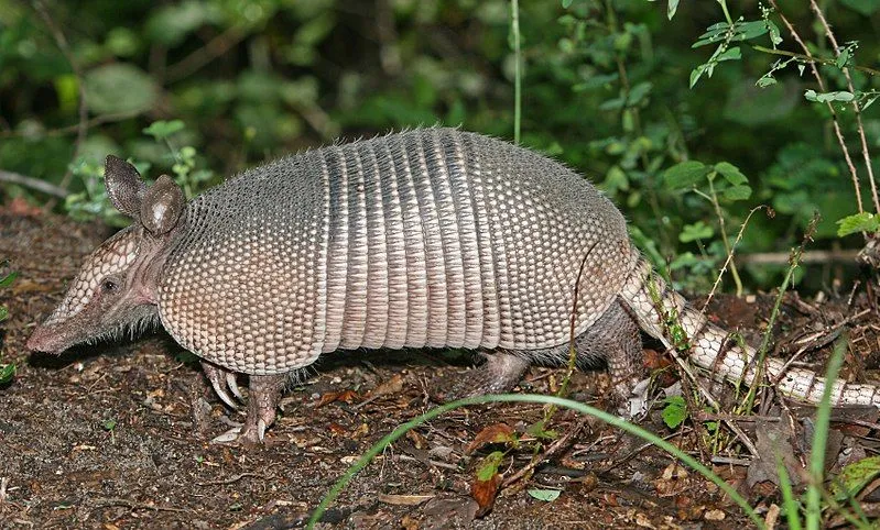 The Northern naked-tailed armadillo has eleven bands on its body!