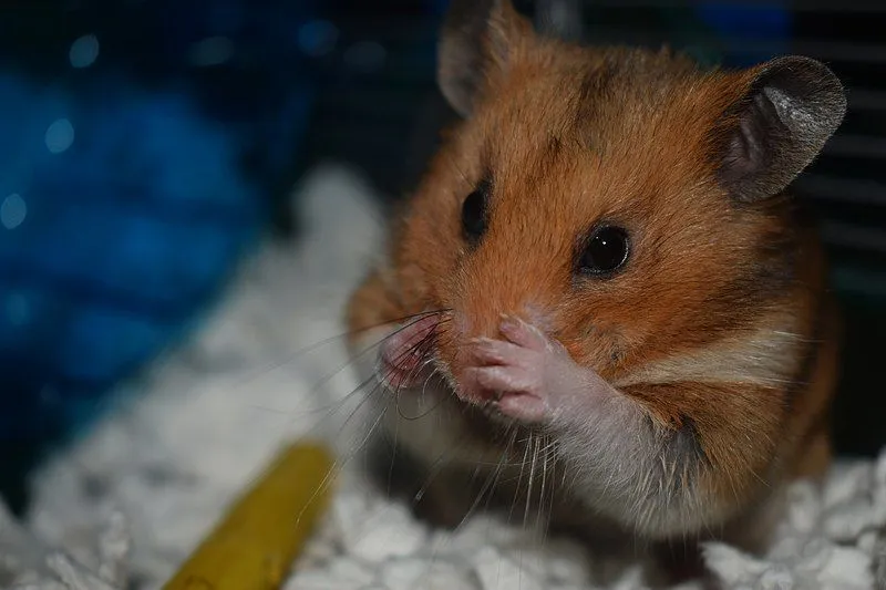 Golden hamsters are popular pets kept in cages.