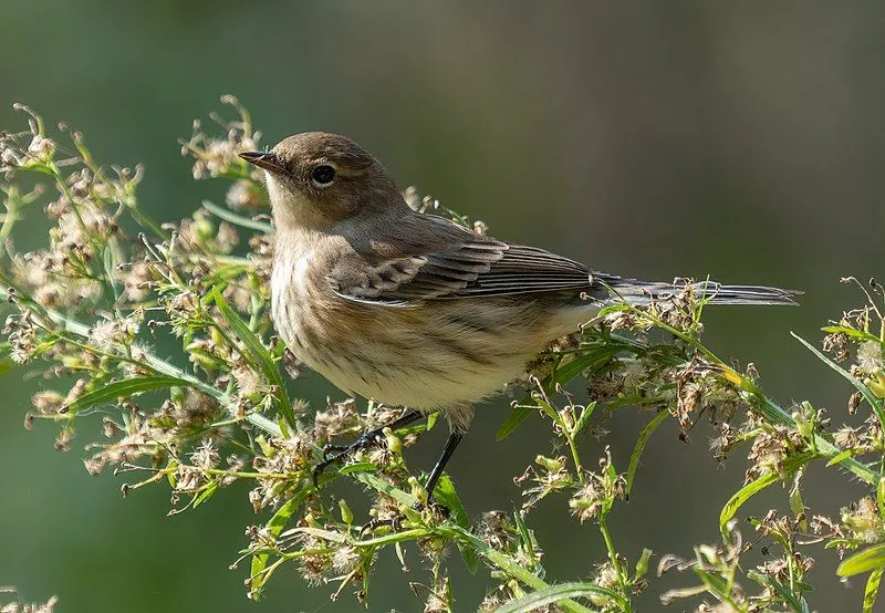Fun Myrtle Warbler Facts For Kids