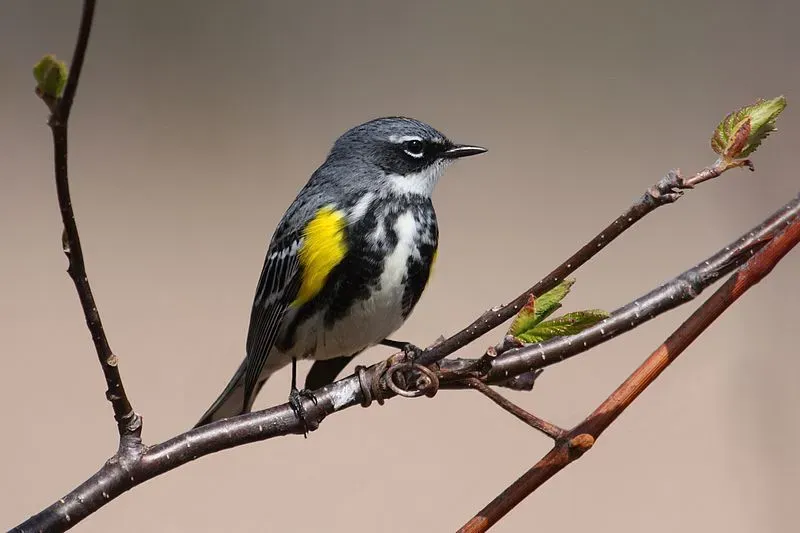 The female warbler is covered with brown feathers on its back and breast streaks but still has a yellow throat.