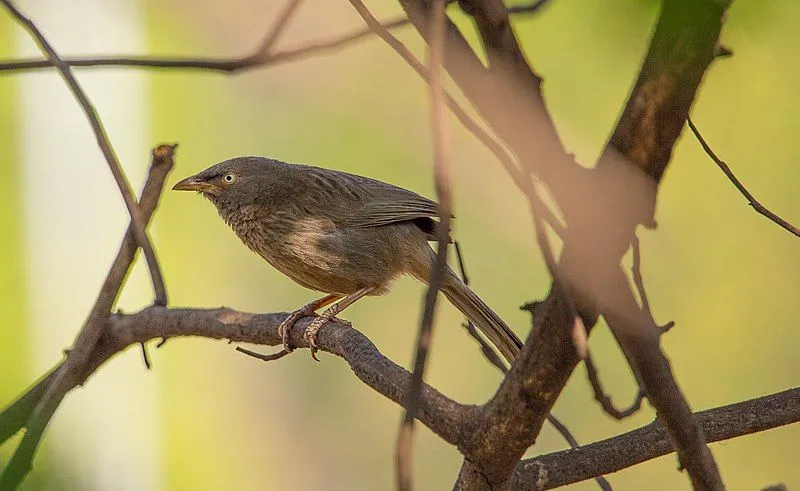 The babbler has a brownish-gray body with a yellow bill with the underparts dark in color and slight spotting on the throat