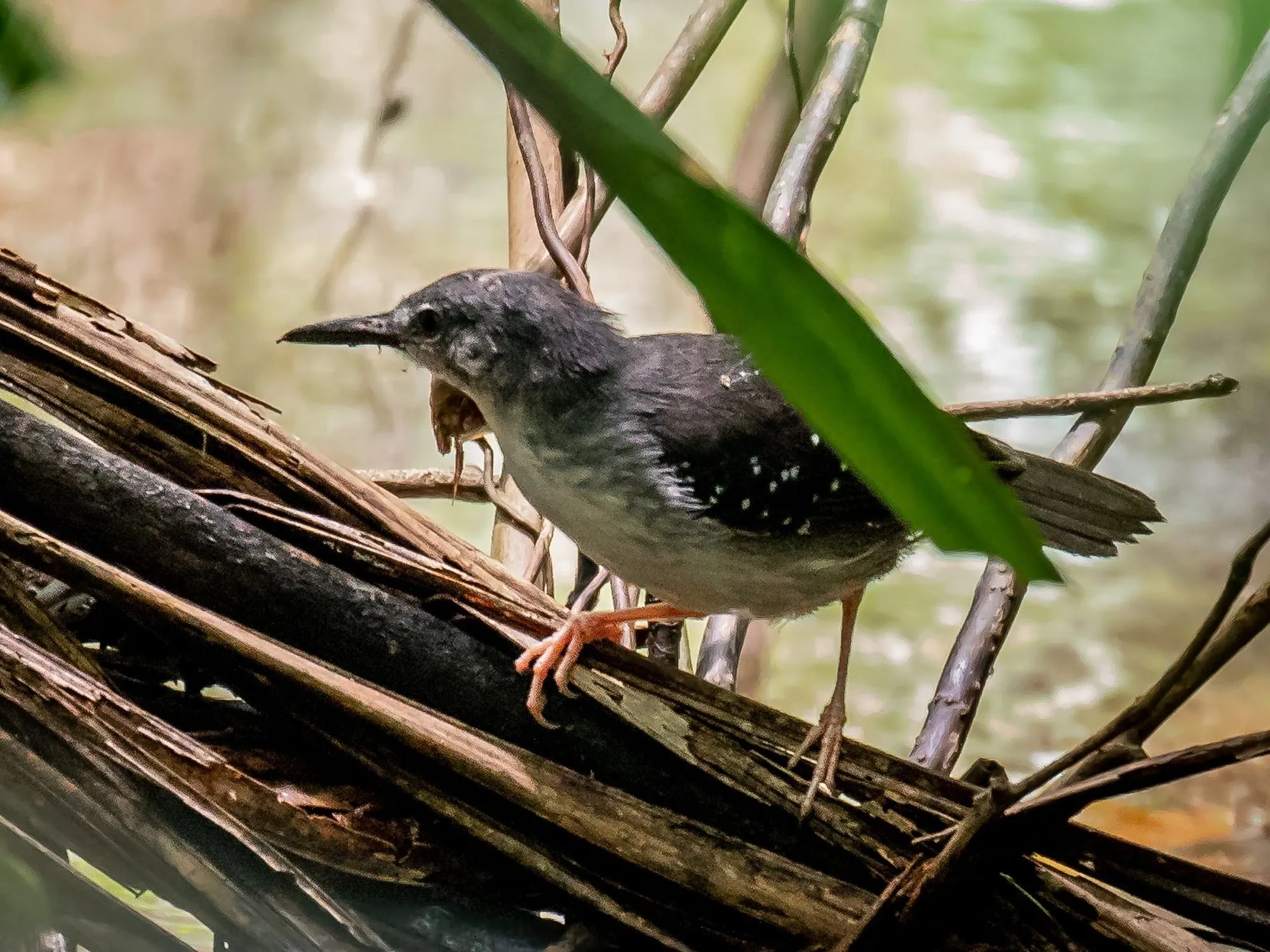 These silvered antbird facts would make you love them.