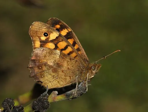 Speckled woods have various dark brown gradients on their wings.