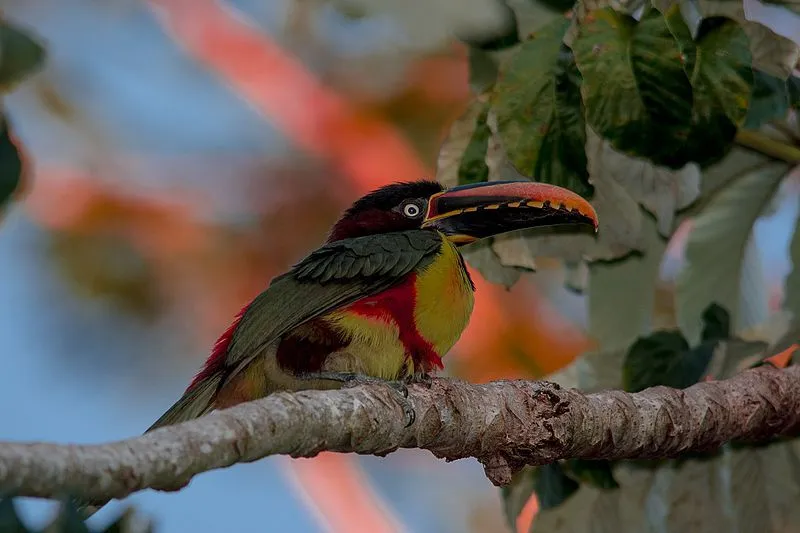 The chestnut-eared aracari has yellow-red-brown shaded underparts and a dark-colored back.