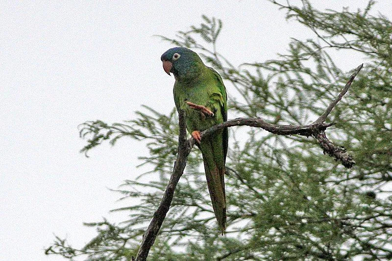 Blue-crowned parakeet facts are thrilling.
