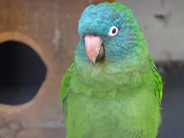 Blue-crowned parakeet facts are about the adored playful and intelligent pet parrot.