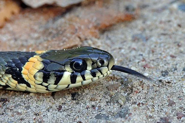 Brazos water snake lives in North America.