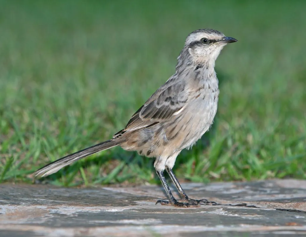 Chalk-browed mockingbird facts are very helpful for children