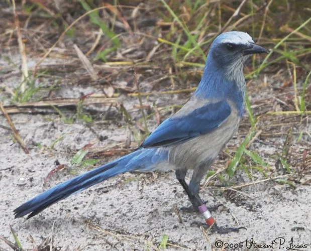 Amaze Wing Facts About The Florida Scrub Jay For Kids