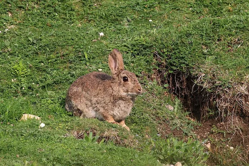 The color and stripes of this rabbit are some of its recognizable features.