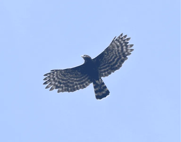 The black hawk-eagle has distinct charcoal black feathers with unique white bar-like patterns on its wings and tail.