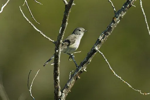 Kids like to read gray vireo facts.