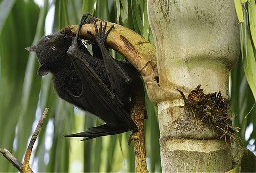 Black flying-fox facts about their distribution and diet are interesting!