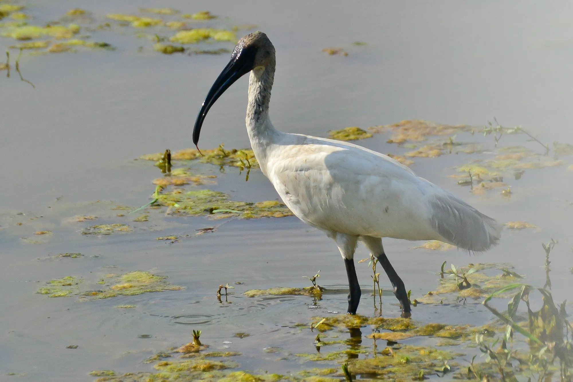 A poised black-headed ibis with a black neck and head.