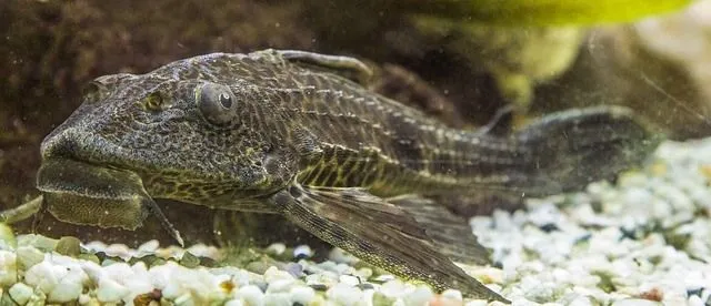 Both male and female black lancer catfish have long dorsal fins.