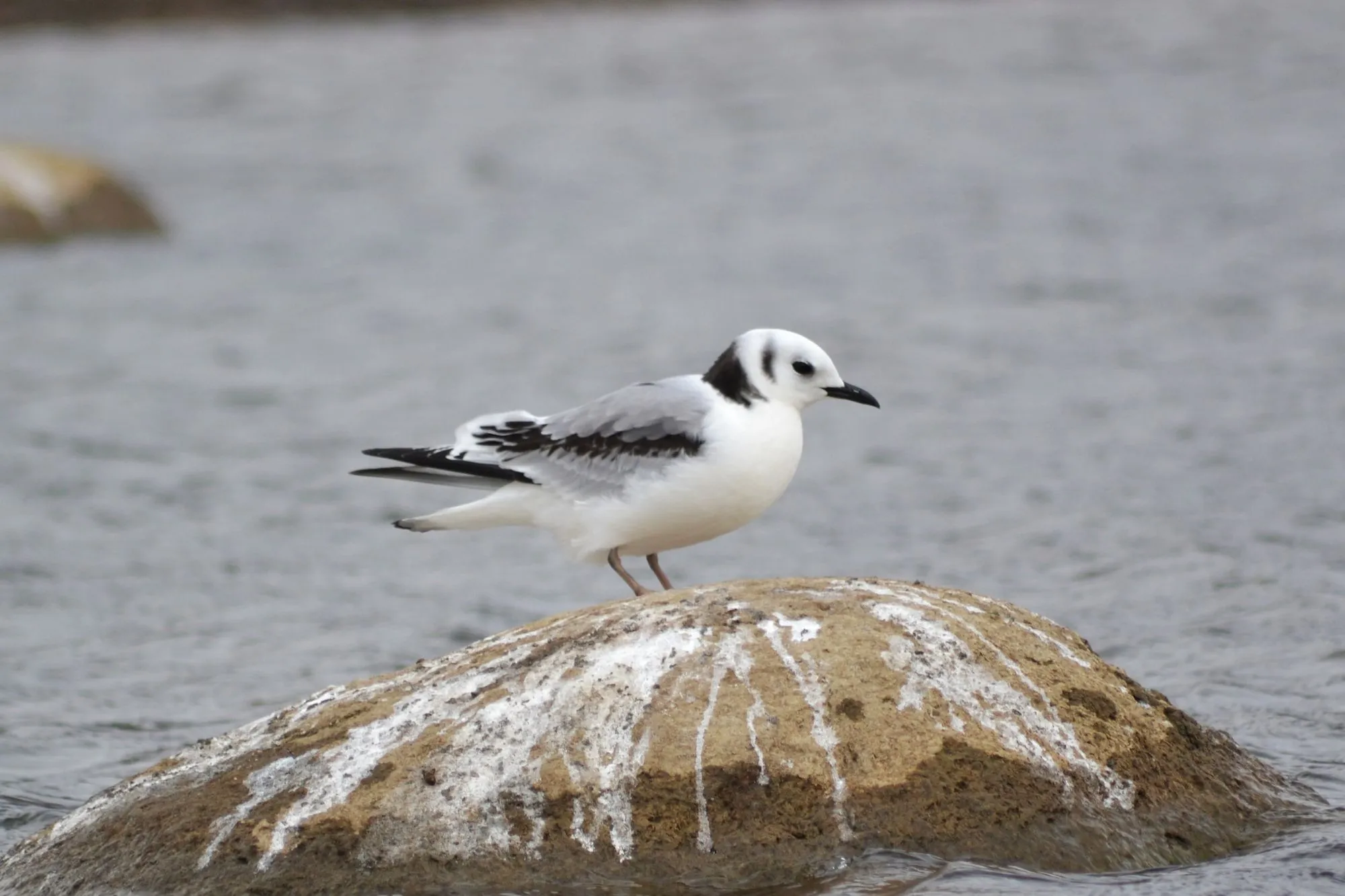 Black-legged kittiwake facts are liked by bird lovers.
