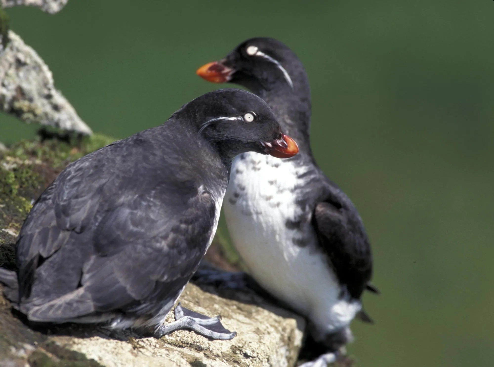 Auklet facts for kids are fascinating to read.