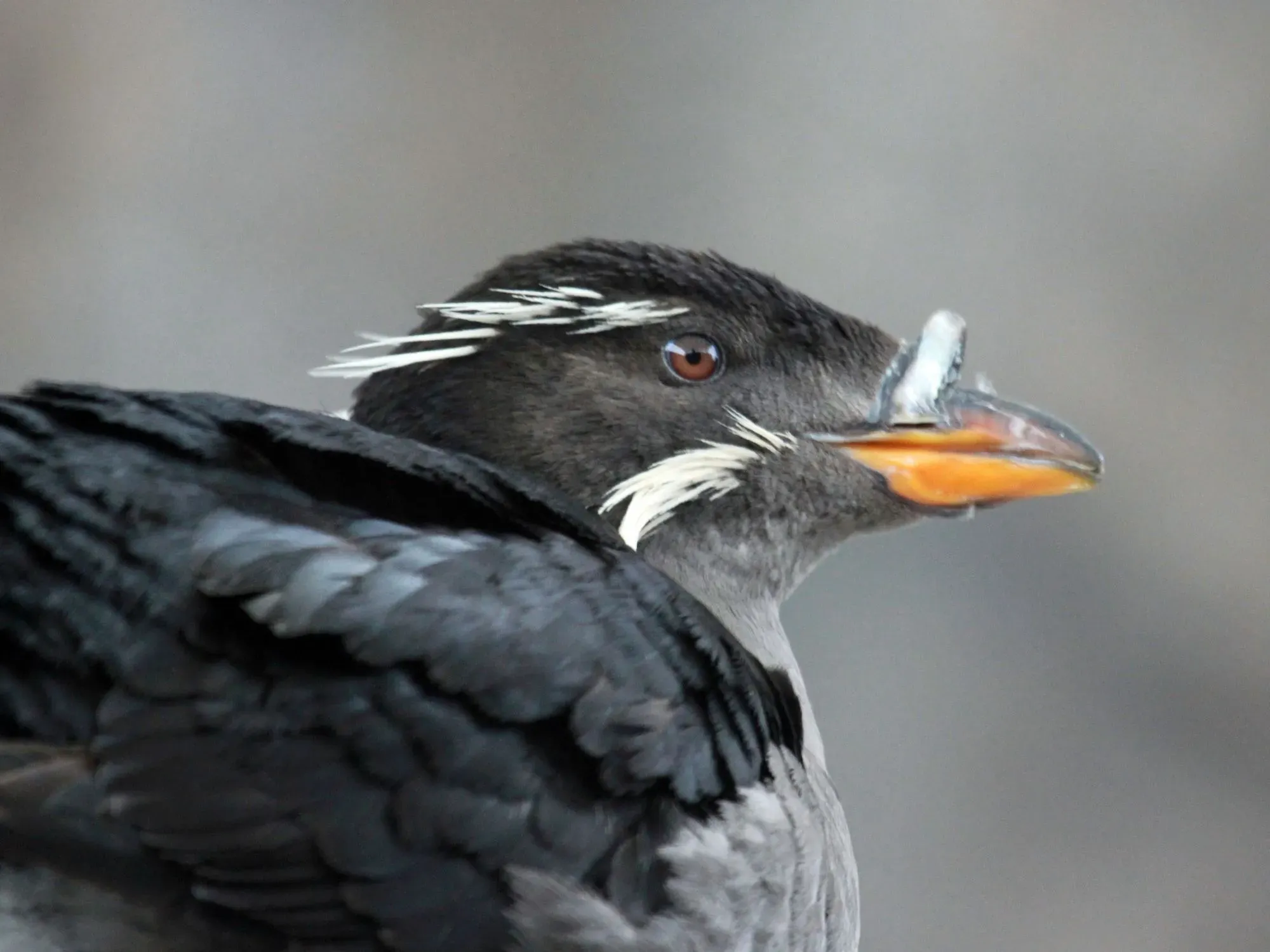 Auklets are small to medium-sized birds found mostly in the Pacific Ocean and different parts of the world.