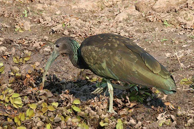 Mesembrinibis cayennensis, green ibises, have greenish-black bodies, green legs, and a pointed bill.