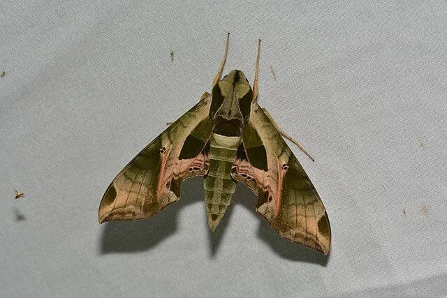 A camouflaged moth with patches of dramatic pattern with pink edges.