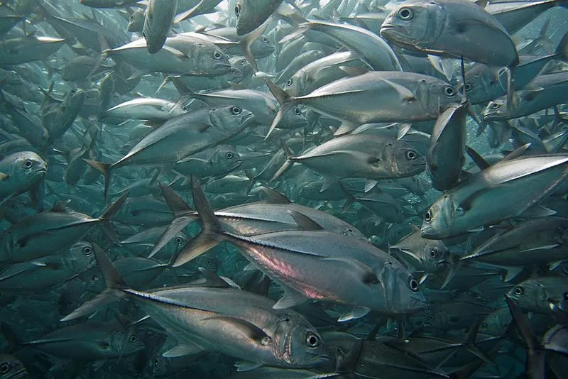 Green jacks are silver-gray colored fish with light stripes or a line.