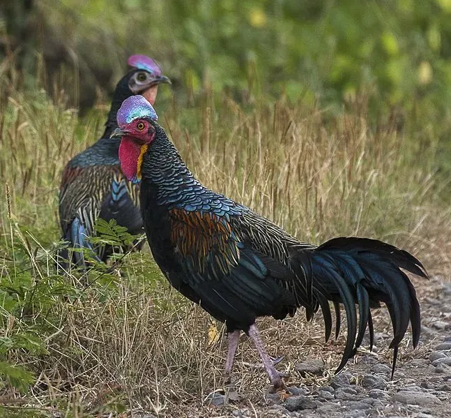 Male green jungle fowl have a bronzy-green to black plumage while females tend to have an overall brown plumage.