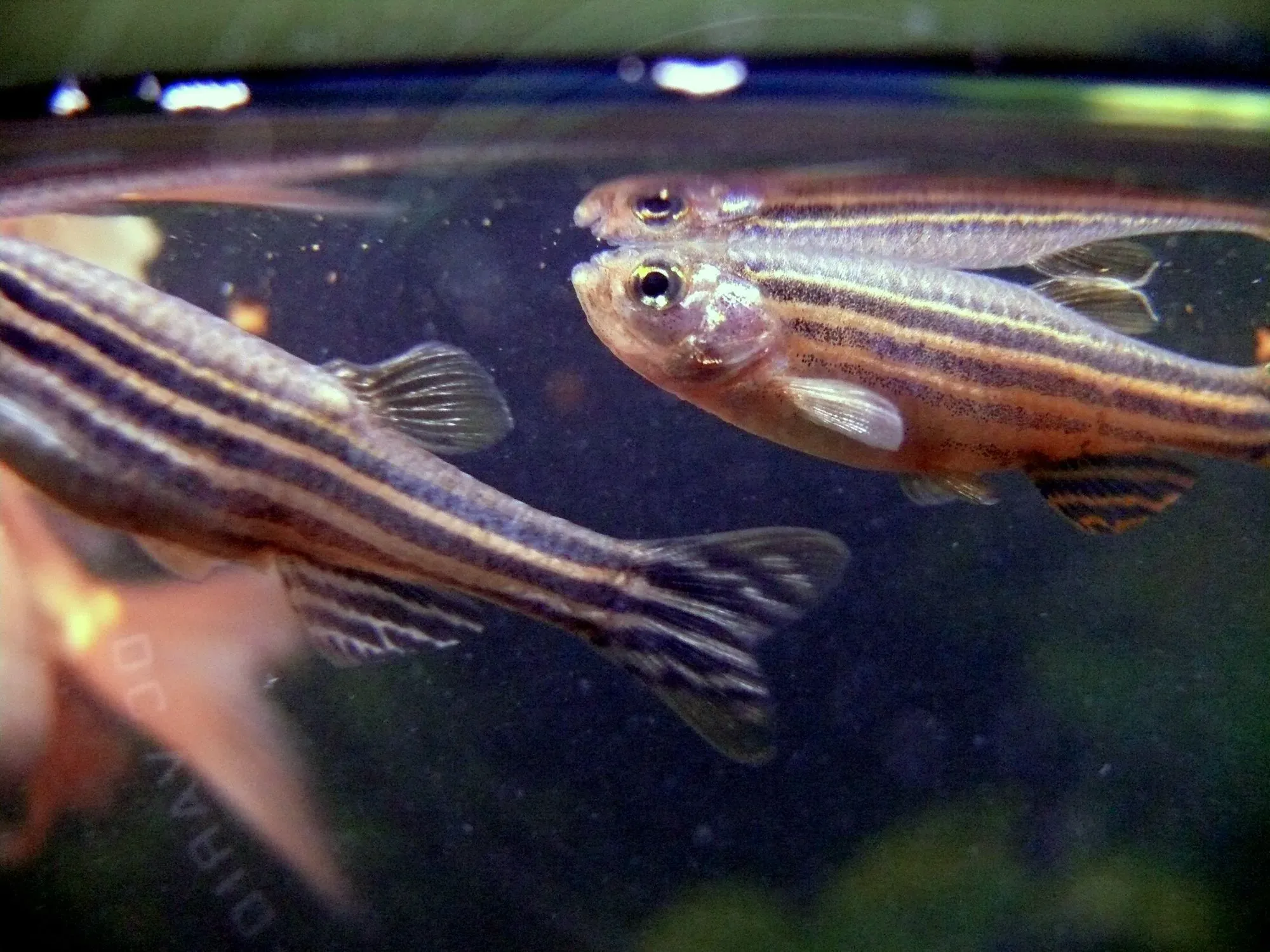 In this guide, you will learn more about zebra danio reality