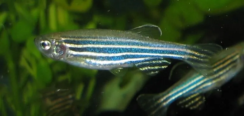 Check out these cool zebra danio facts