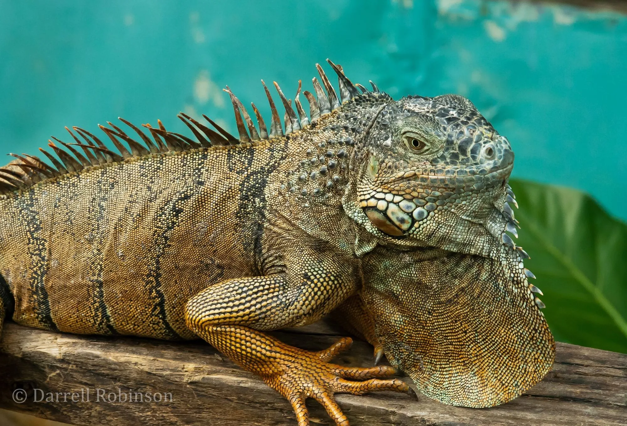 Amazing Photos & Fun Facts Book About Iguana For Kids Iguana 