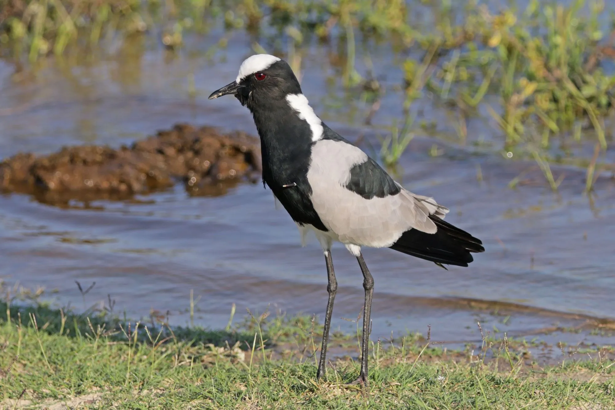 Blacksmith Lapwing facts for kids are educational!