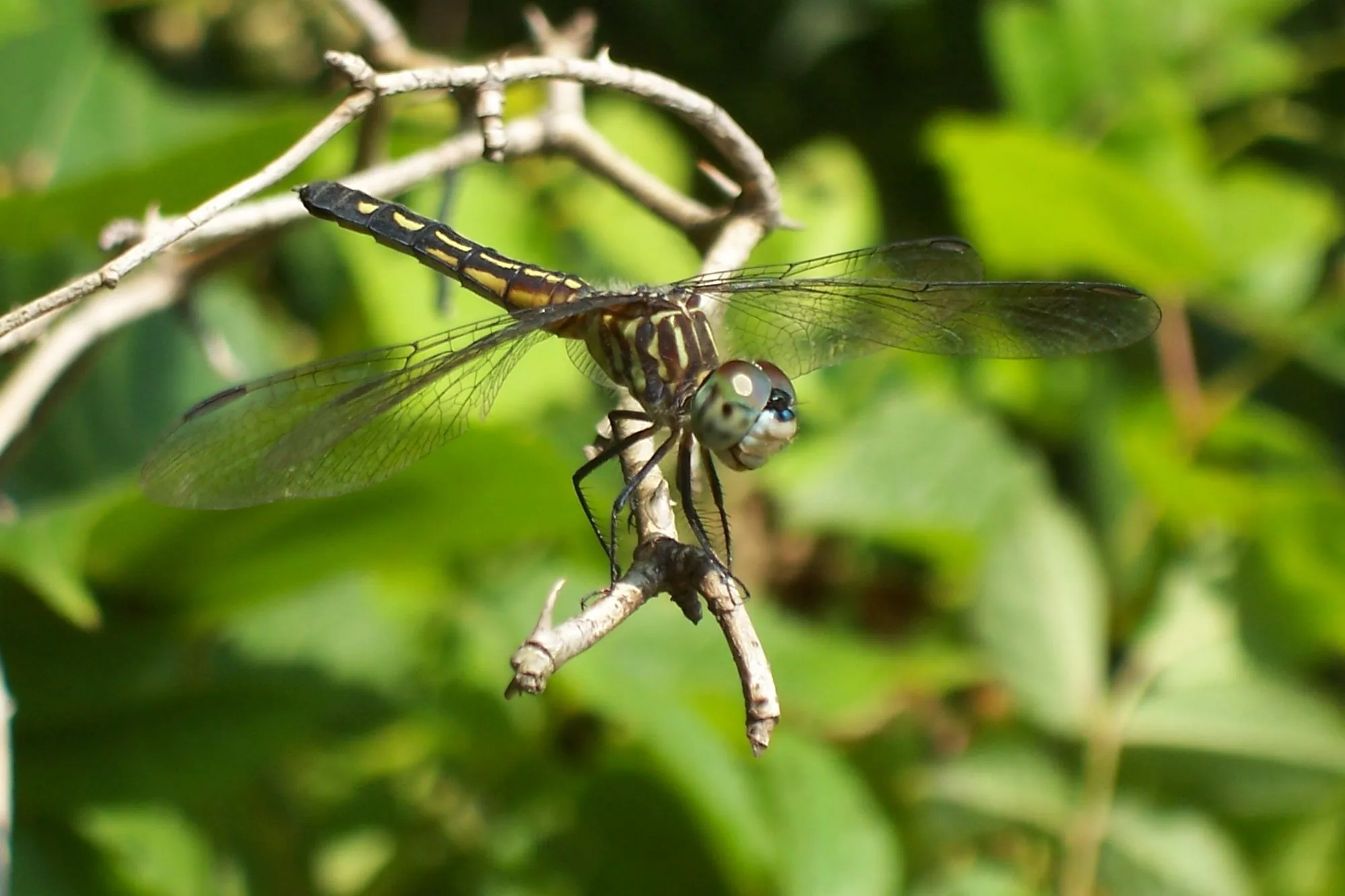 Common sanddragons are small to medium-sized flies with transparent wings.