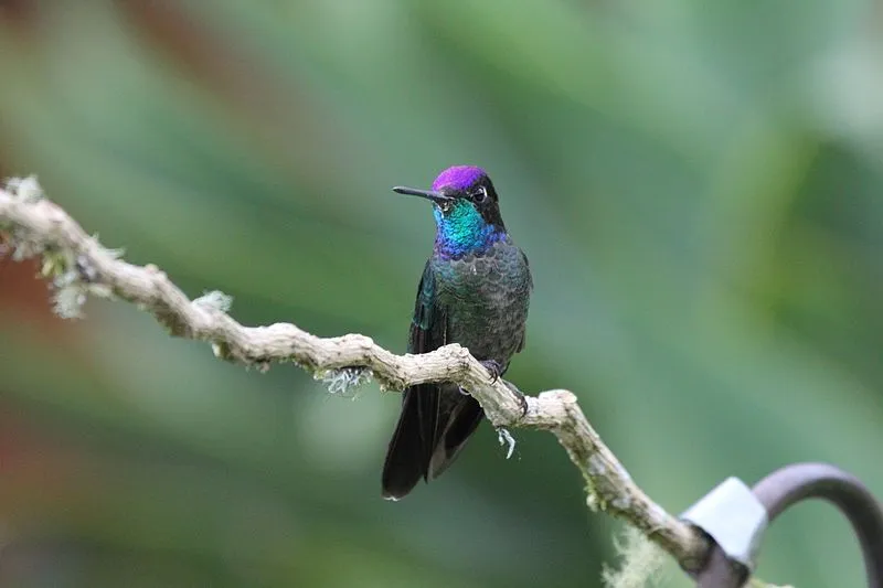Magnificent hummingbirds have different vibrant colors on their body.