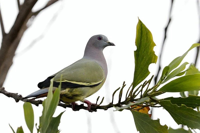 Pink Necked Green Pigeon 17 Facts You Won T Believe