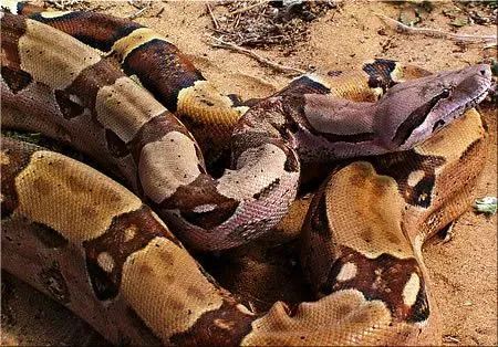 Although not as big as their cousins, reticulated pythons and anacondas, boa constrictors are among the world's longest snakes.