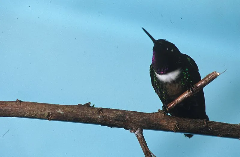 The amethyst-throated hummingbird belongs to the family Trochilidae and the male has a peculiar breeding style.